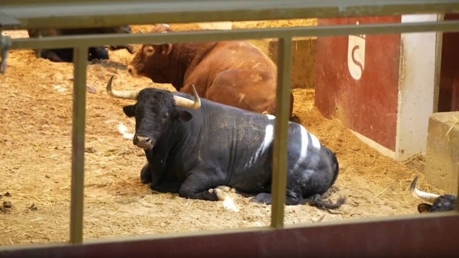 Toros en un corral de suelta del municipio