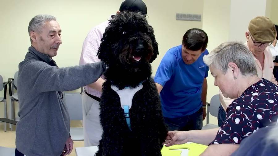 Personas mayores en una sesión de terapia colectiva con perros