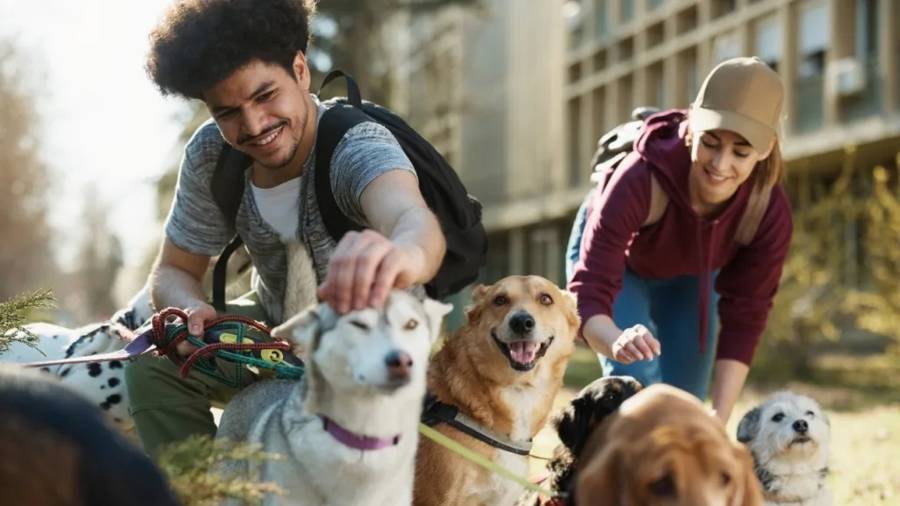 Imagen de recurso de personas cuidando a perros Imagen de recurso de personas cuidando a perros