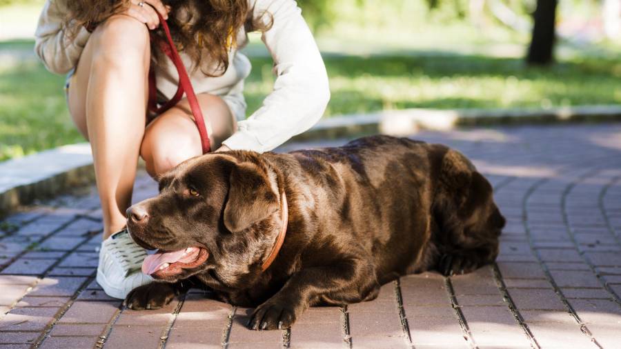 Foto de archivo de una mujer acariciando a un perro tumbado sobre la acera