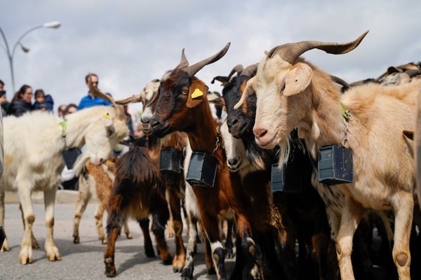 Imagen de archivo de una trashumancia de cabras por el municipio