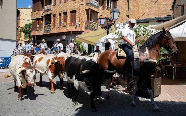 Un rebaño trashumante bovino durante la Fiesta de la Fiesta de la Trashumancia, a 4 de agosto de 2024, en Manzanares El Real, Madrid