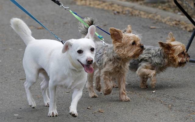 Imagen de recurso de unos perros paseando