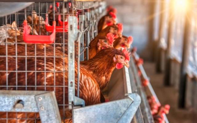 Detectado un brote de gripe aviar en el Parque Mayarí