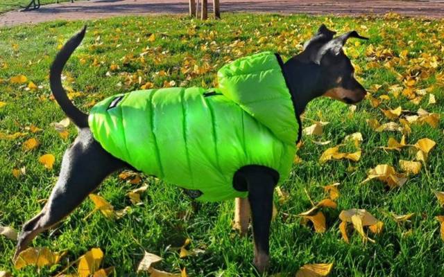 Un perro con chubasquero suelto en un parque de la localidad