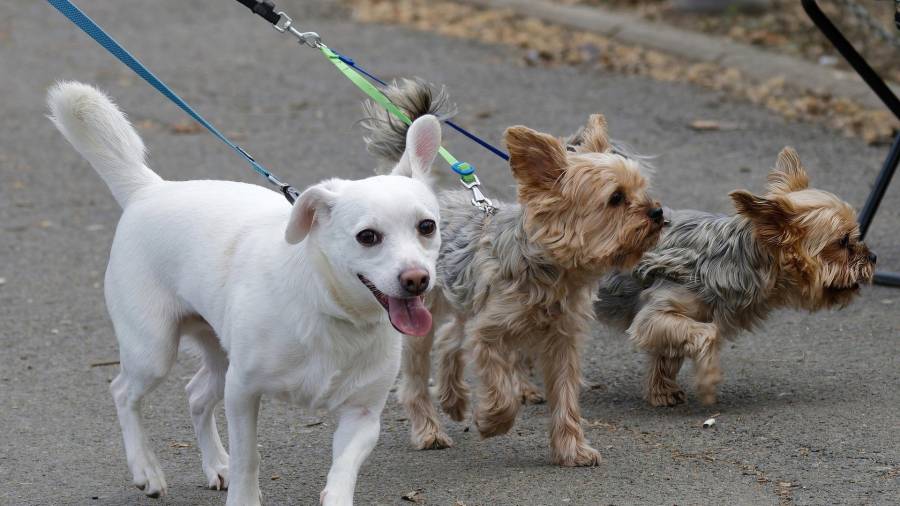 Imagen de recurso de unos perros paseando