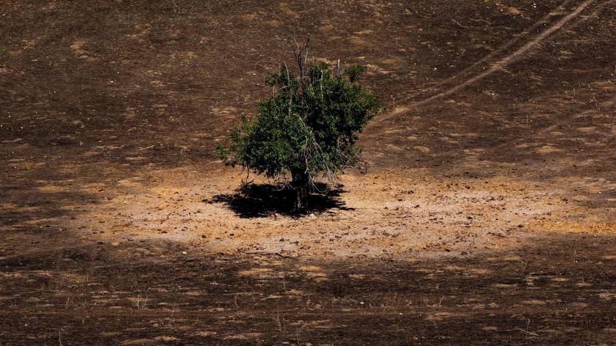 Un árbol sin calcinar tras el incendio en Tres Cantos del pasado 11 de agosto