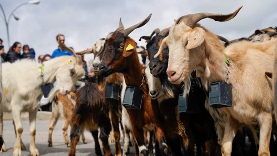 Imagen de archivo de una trashumancia de cabras por el municipio