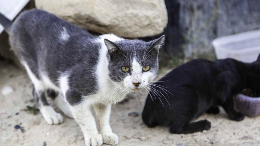 Imagen de recurso de una colonia felina