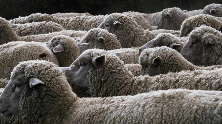 Imagen de recurso de ovejas