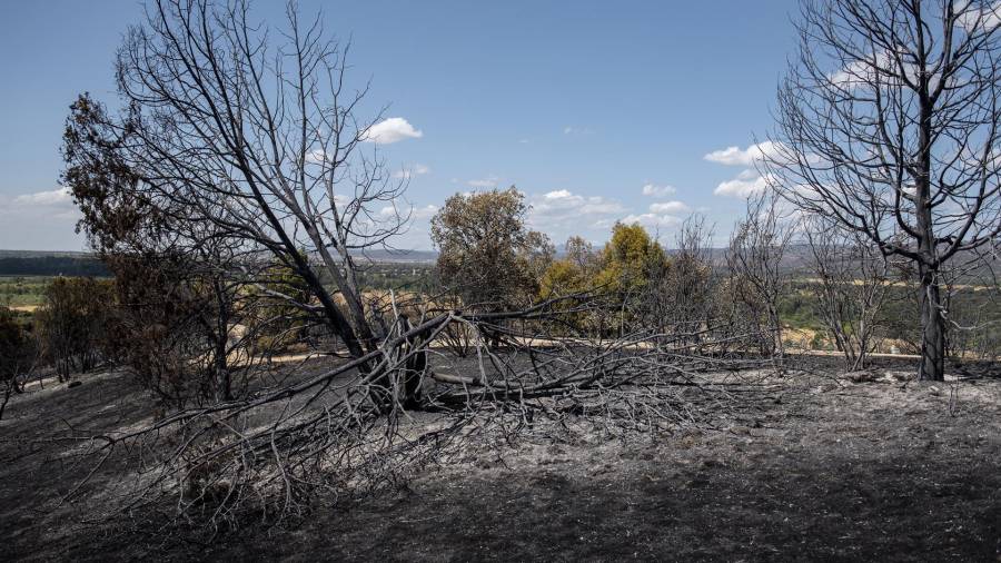 Vista tras el paso del fuego en la Sierra Oeste
