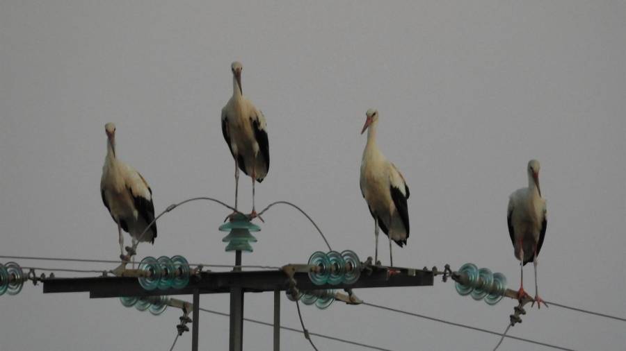 Cigüeñas sobre el tendido