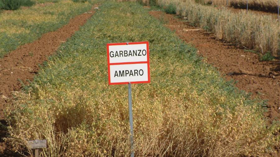 Plantación de la variedad de garbanzo Amparo