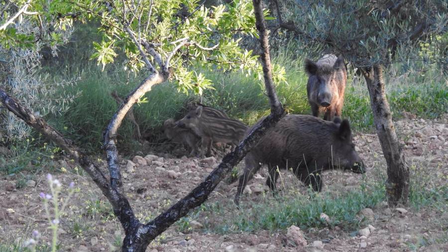 Ejemplares de jabalí en su hábitat natural