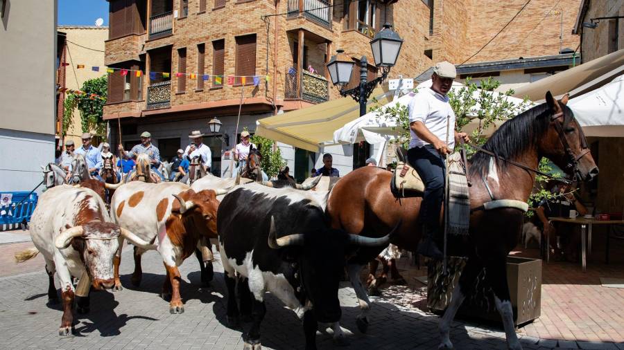 Un rebaño trashumante bovino durante la Fiesta de la Fiesta de la Trashumancia, a 4 de agosto de 2024, en Manzanares El Real, Madrid